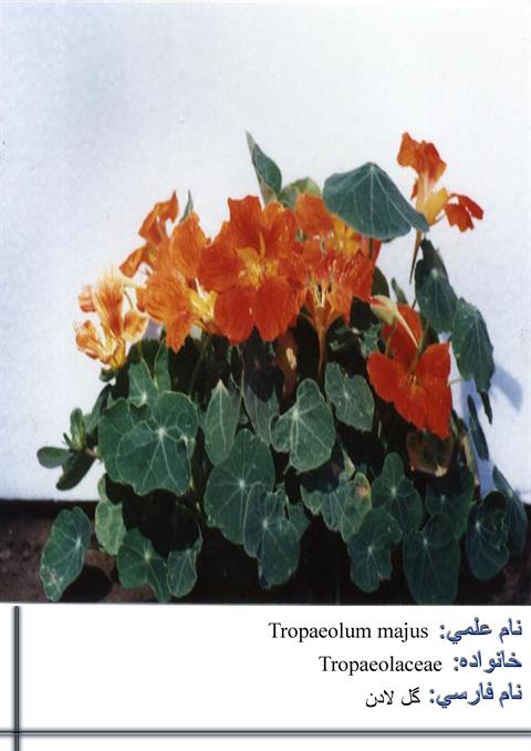 تصویر پرسش و پاسخ گیاه